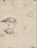 Vogelstudien, Bleistiftzeichnung 34x26cm