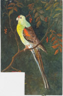Papagei, Ölbild 40x27cm