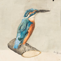 Eisvogel, VIII, Tusche 18x18 cm