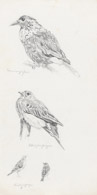 Vogelstudien, Bleistiftzeichnung 21x10 cm