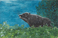 Wildschwein, Tusche 10x15 cm