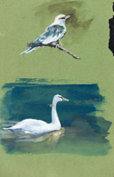 Schwan und Vogel, Tusche 16x10 cm