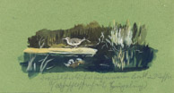 Vogel am Teich, Tusche 6x12 cm
