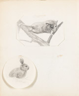 Haselmaus/Kaninchen, Bleistiftzeichnung 6x10 cm/d=7 cm