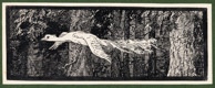 Fliegender Pfau, Federzeichnung 7x18 cm